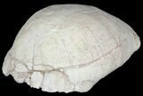 Inflated, Fossil Tortoise (Testudo) - South Dakota #129258-3